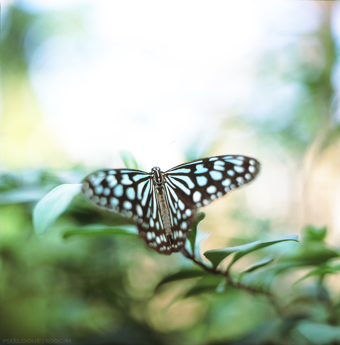 hassel_butterfly_8.jpg